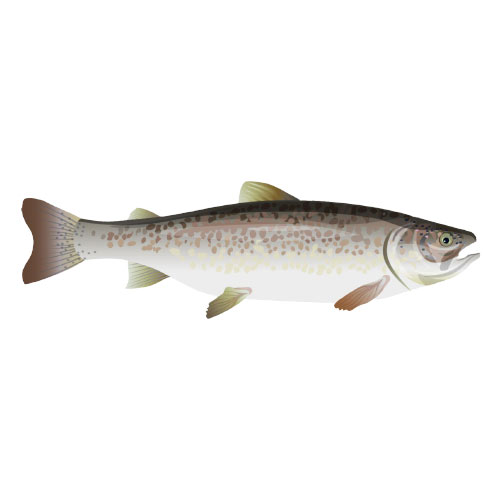 Salmon Chinook (King)