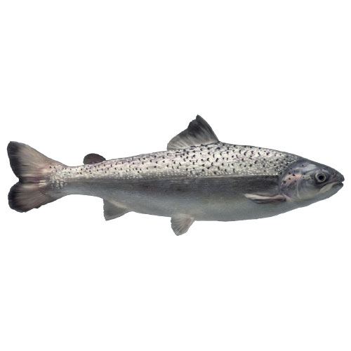Salmon Coho (Silver)