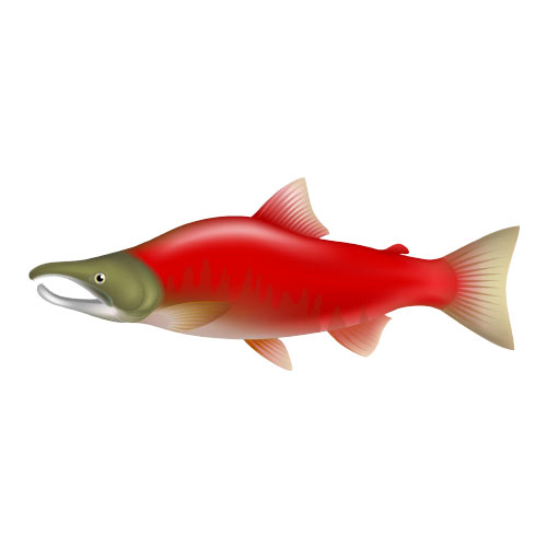 Salmon Sockeye (Red)