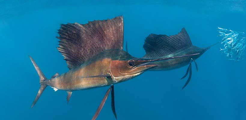 Sailfish and Swordfish fastest fish in the world