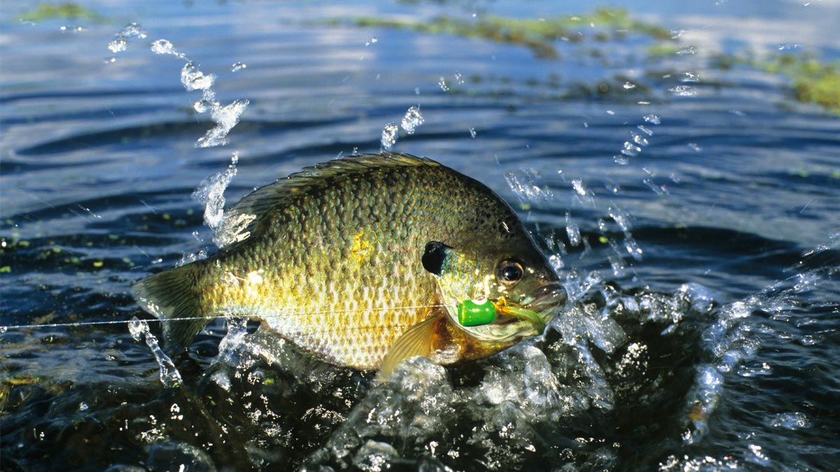 Best Baits for Bluegill Fishing Ultimate Guide to Fishing Success