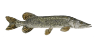 Pike