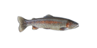 Rainbow Trout