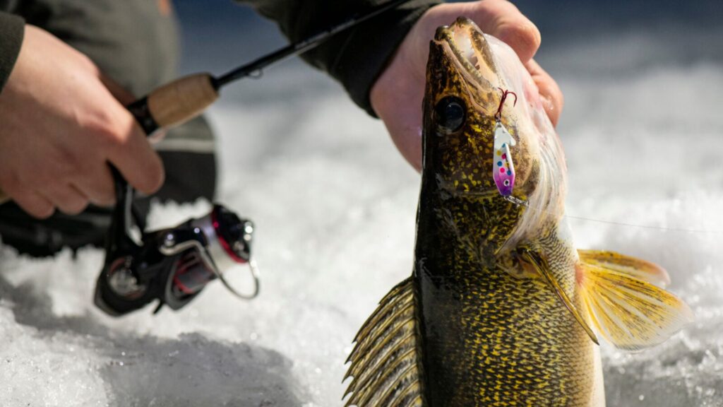 walleye ice fishing tips