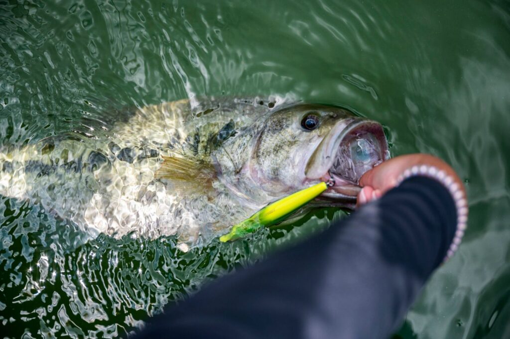 bass fishing tips to catch more fish