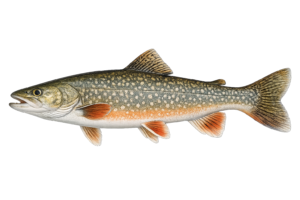 arctic char