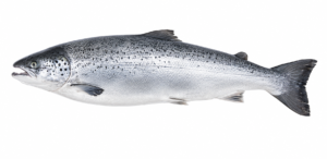 Atlantic Salmon