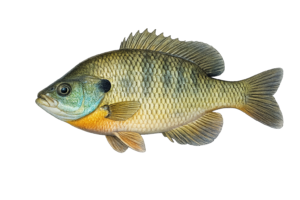 blue gill