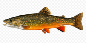 Brook Trout