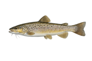 Brown Trout