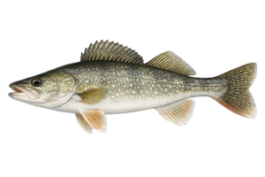 Bull Trout