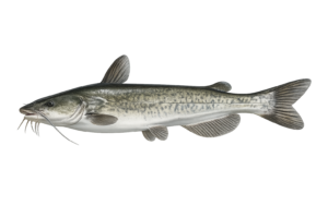 Catfish
