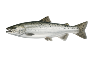 coho salmon