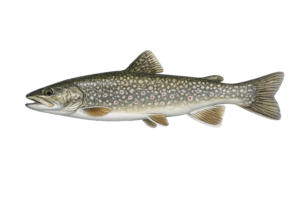 Lake Trout