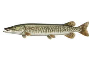 Muskellunge (Muskie)