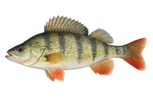 Perch