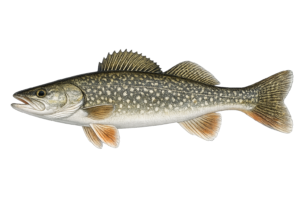 tiger trout
