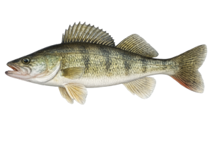 Walleye