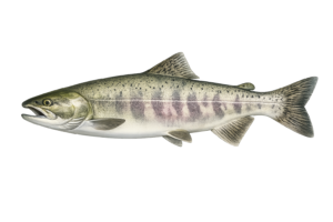 chum salmon