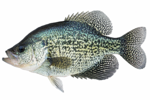 crappie