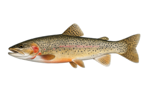 cutthroat trout