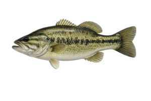 Largemouth Bass
