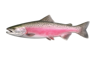 pink salmon