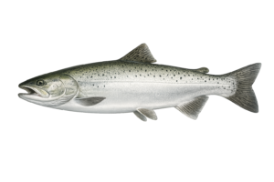 sockeye salmon
